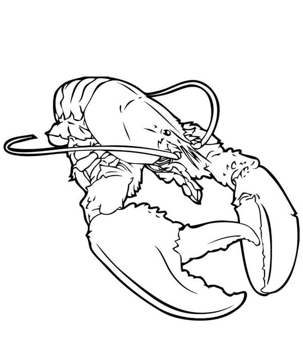 con tôm tô màu 20