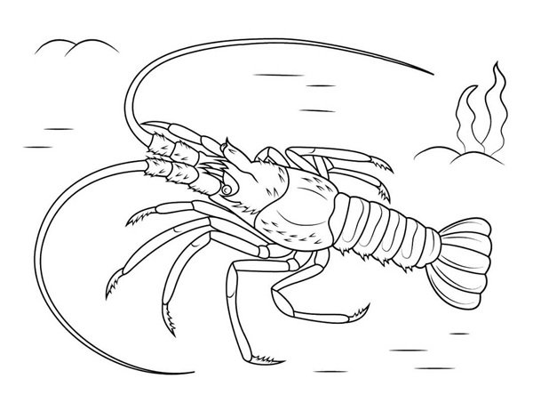 con tôm tô màu 23