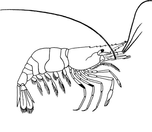 con tôm tô màu 25