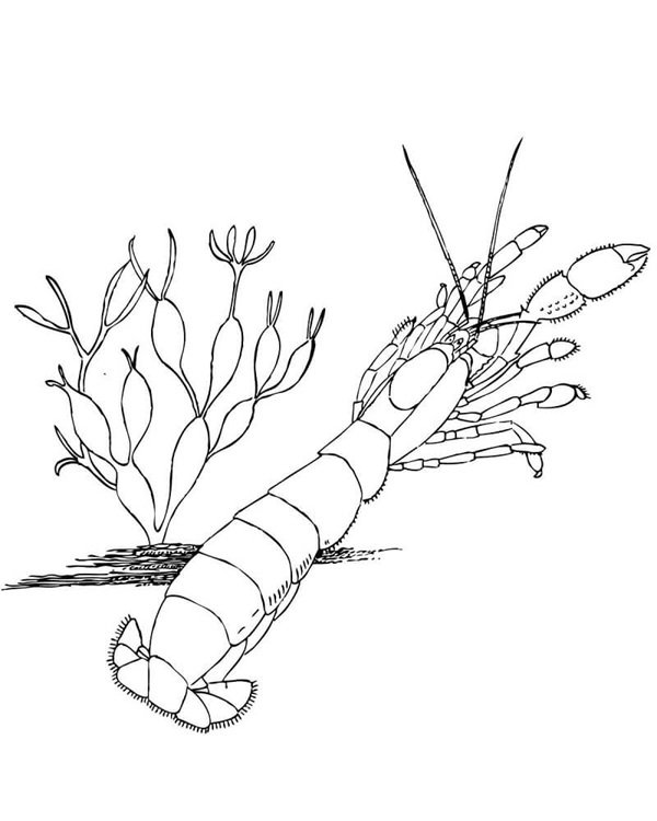 con tôm tô màu 27