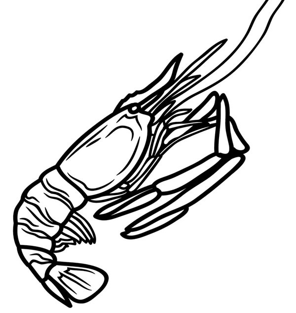 con tôm tô màu 29