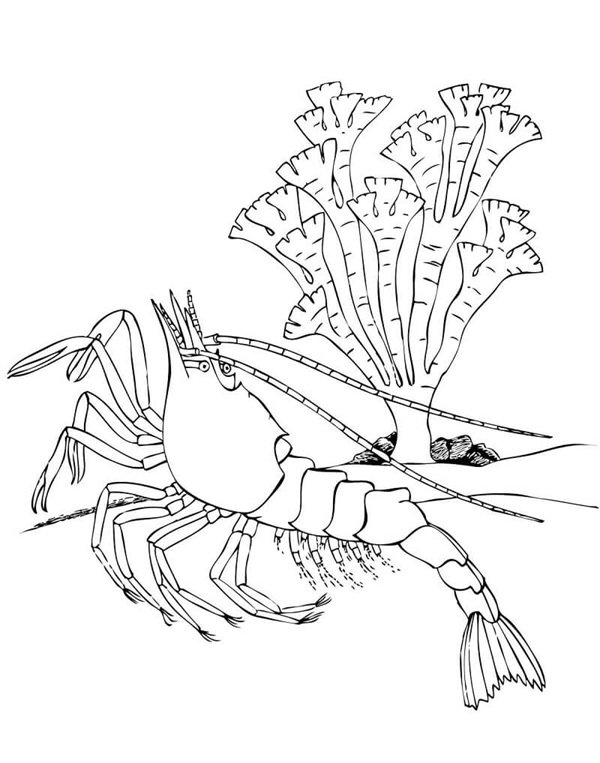 con tôm tô màu 32