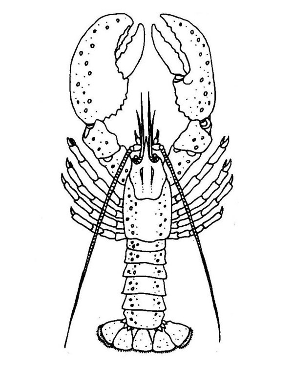 con tôm tô màu 35