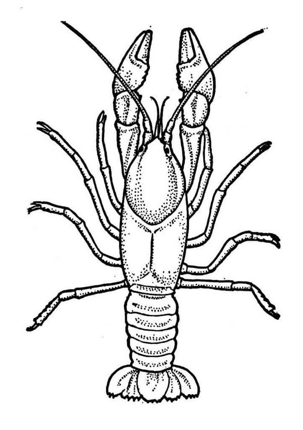 con tôm tô màu 37