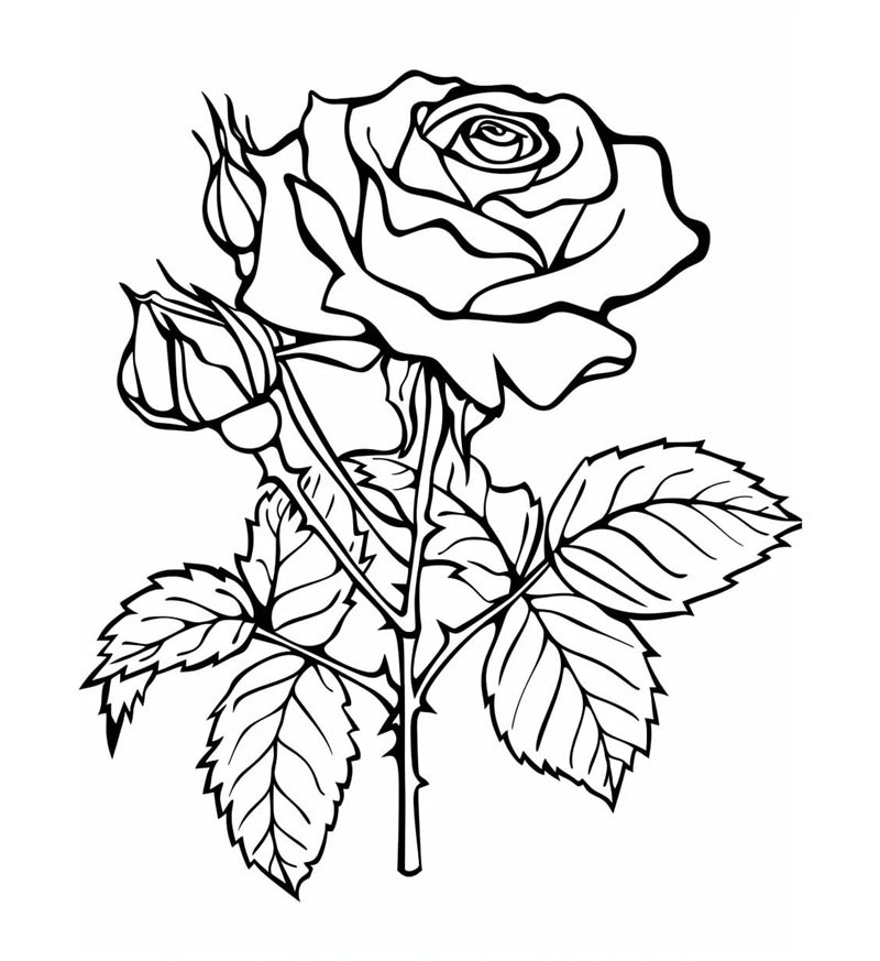 hoa hồng tô màu 12