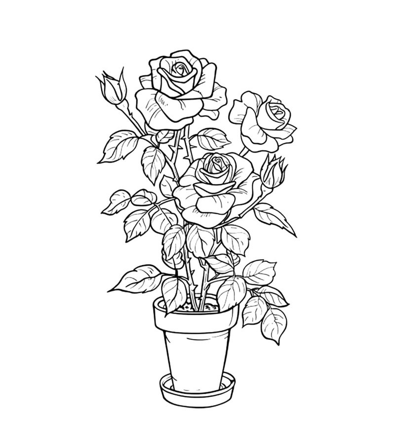 hoa hồng tô màu 13
