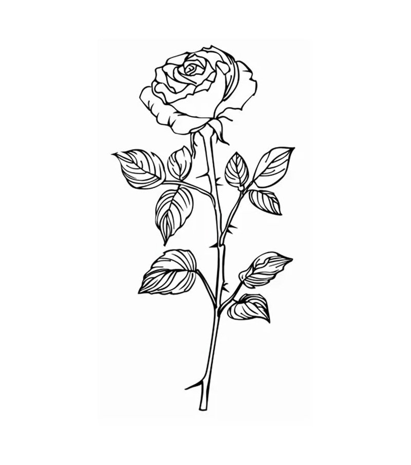 hoa hồng tô màu 17