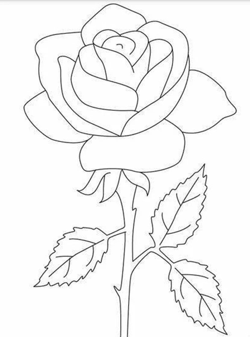 hoa hồng tô màu 21