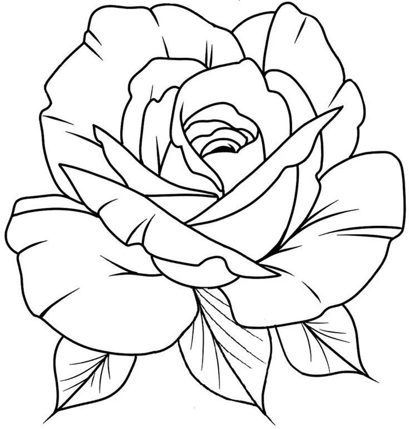 hoa hồng tô màu 25