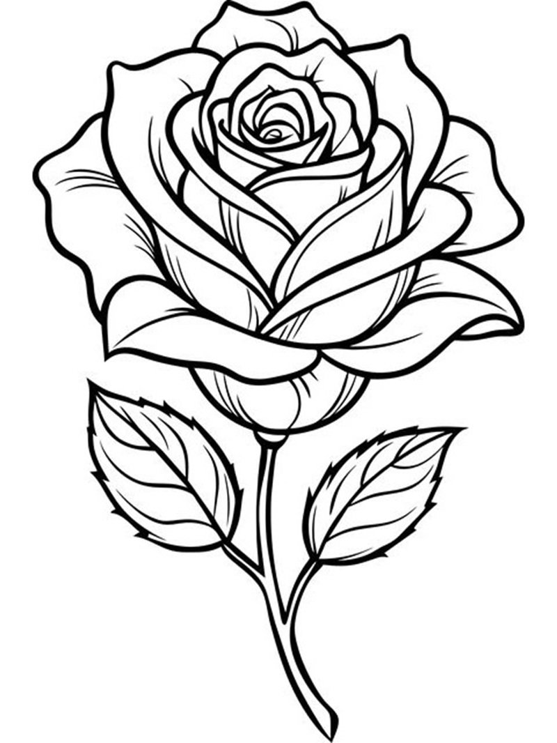 hoa hồng tô màu 37