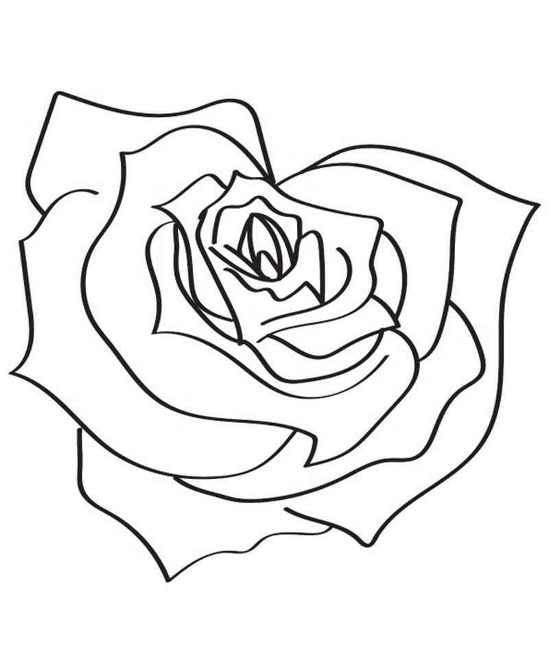 hoa hồng tô màu 4