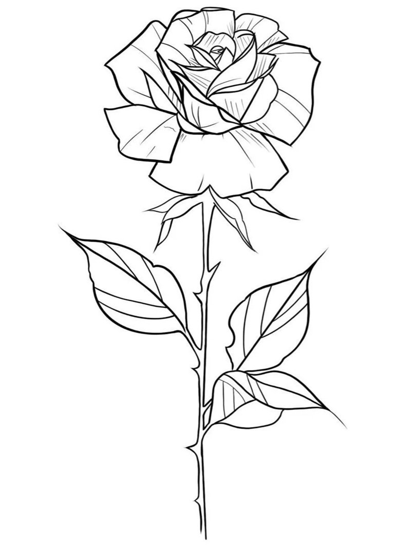 hoa hồng tô màu 40