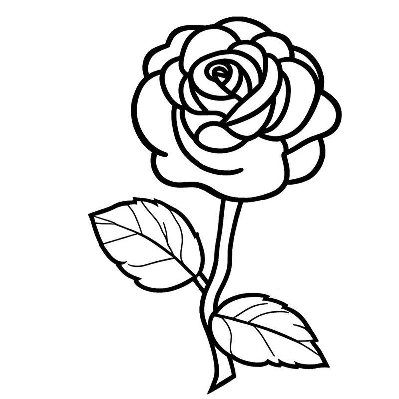 hoa hồng tô màu 41