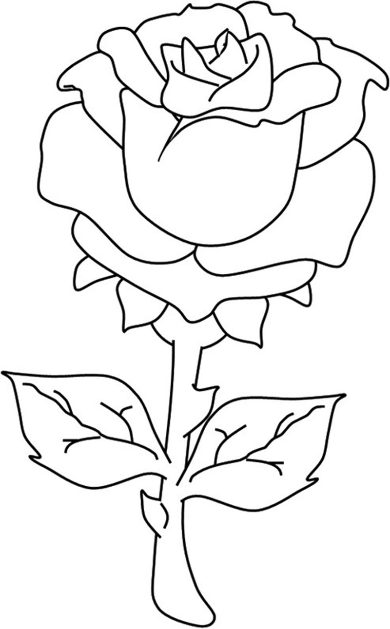 hoa hồng tô màu 9