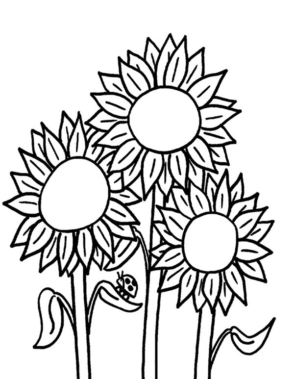 hoa hướng dương tô màu 10