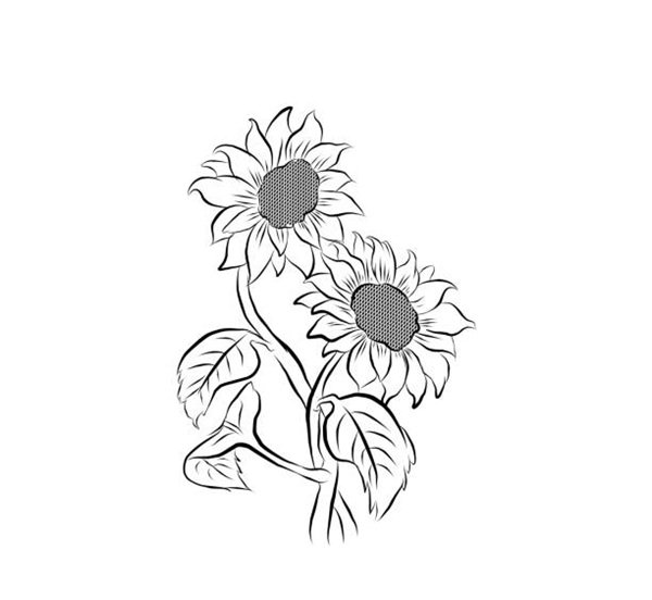 sunflower ,hand drawing ,vector illustration isolated on white background