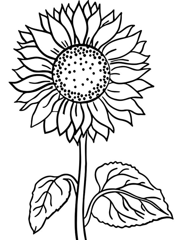 hoa hướng dương tô màu 13