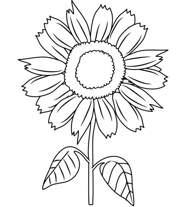 hoa hướng dương tô màu 21