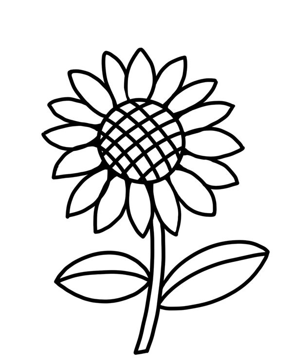 hoa hướng dương tô màu 25