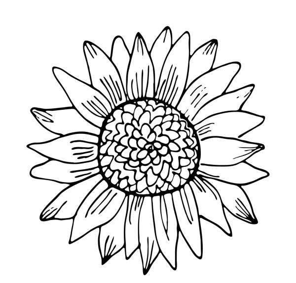 hoa hướng dương tô màu 6