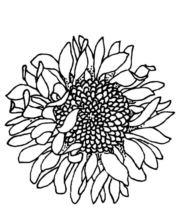hoa hướng dương tô màu 9