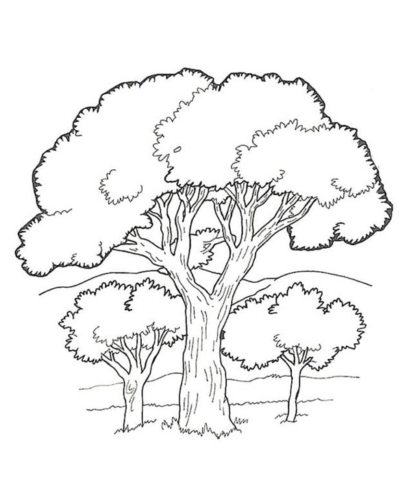 tô màu cây xanh 9