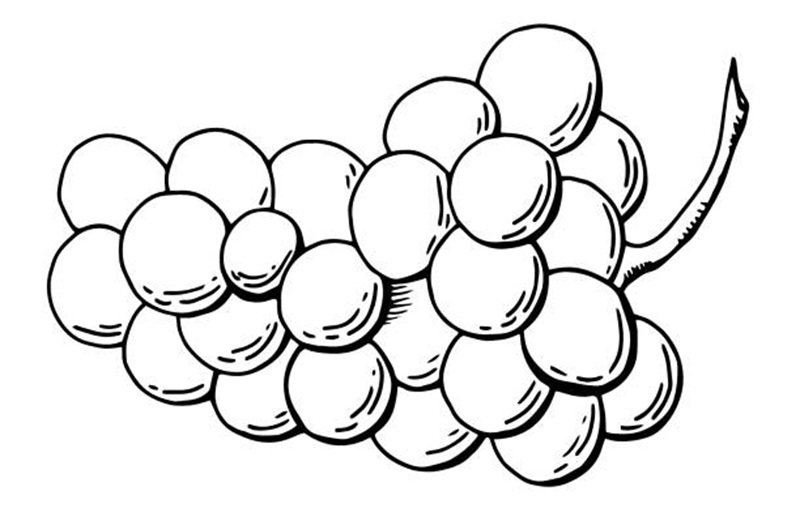 Bunch of grapes. Line art. White background, isolate. Stock illustration.