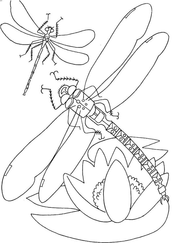 tô màu con chuồn chuồn 22