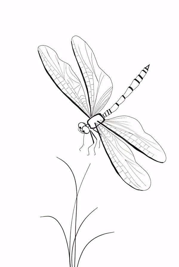 tô màu con chuồn chuồn 24