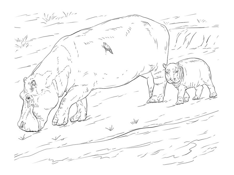 tô màu con hà mã 17