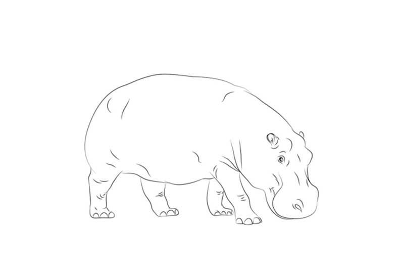 tô màu con hà mã 3