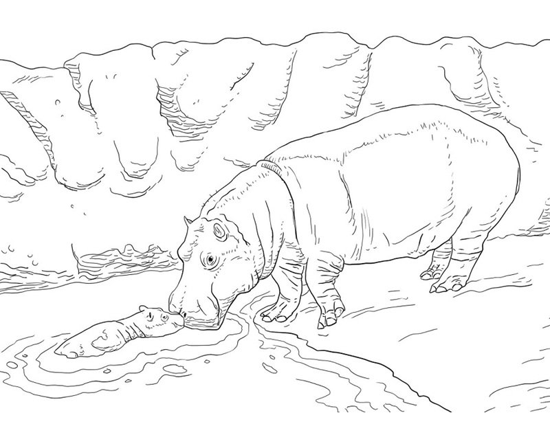 tô màu con hà mã 37