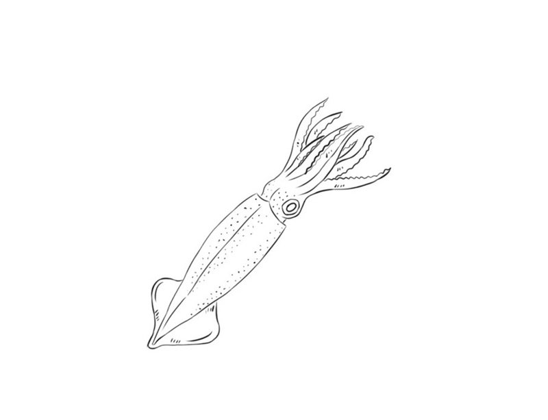 tô màu con mực 1