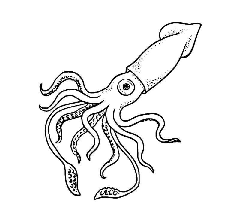 tô màu con mực 12