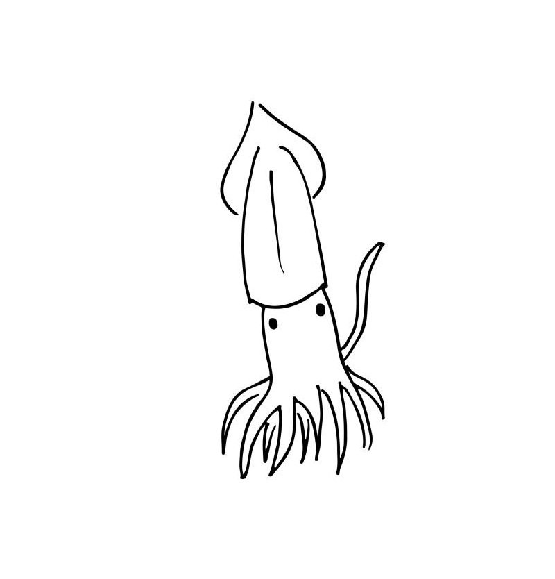 Squid