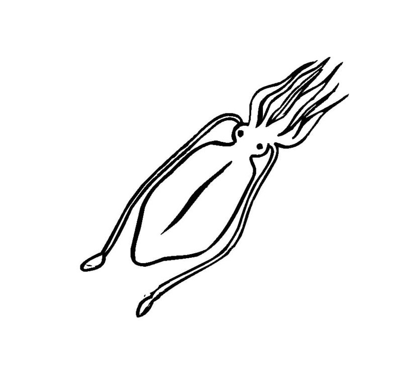 tô màu con mực 17