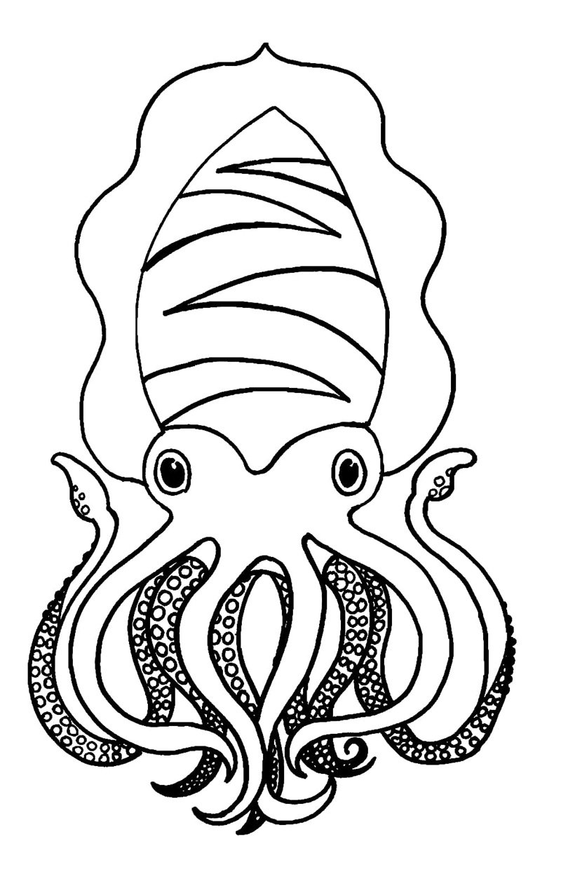 tô màu con mực 18