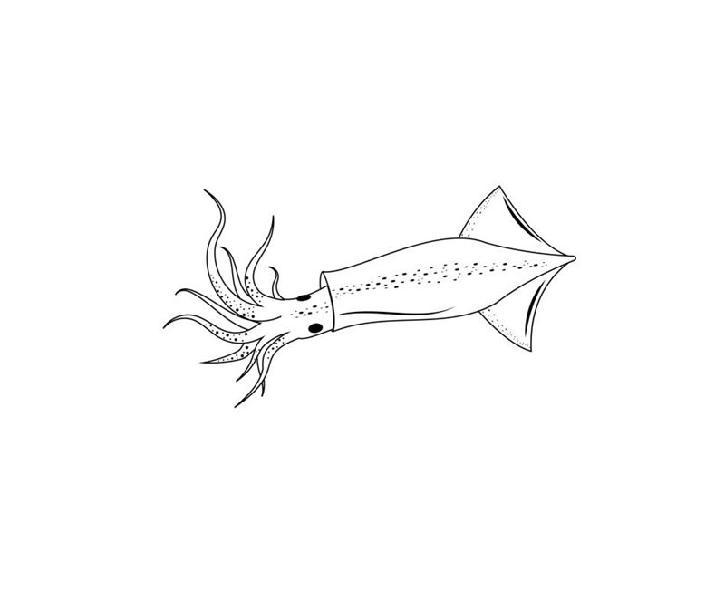 squid black outline, vector isolated illustration on a white background.