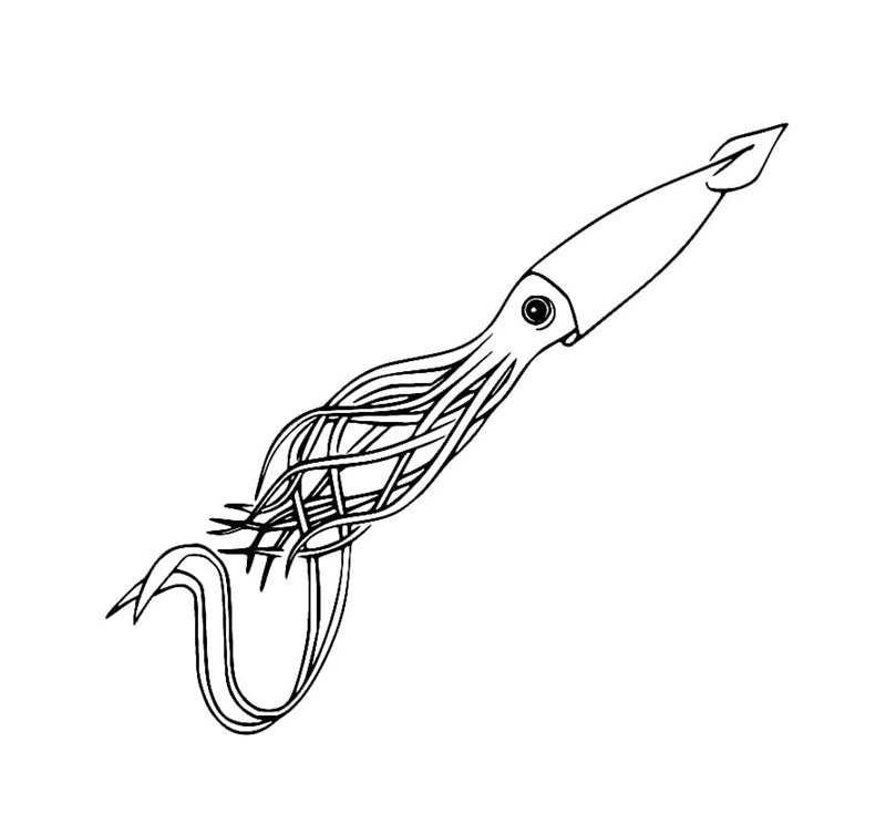 tô màu con mực 24