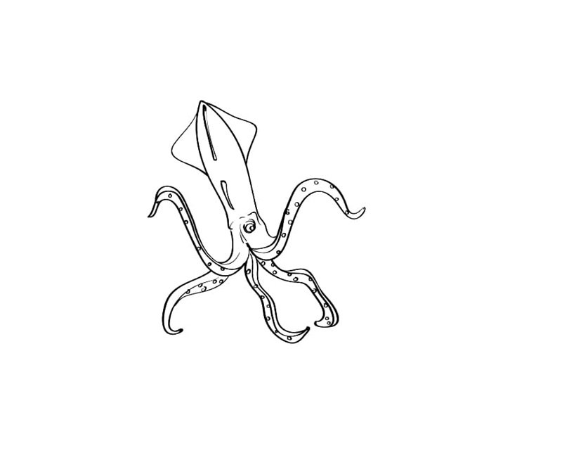 tô màu con mực 29