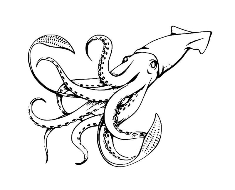 tô màu con mực 30