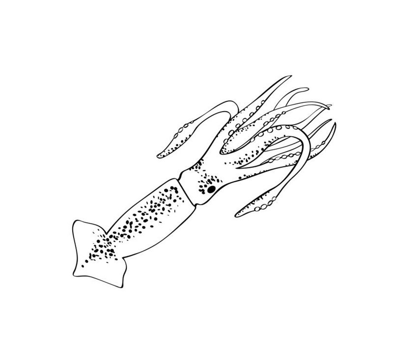 tô màu con mực 6