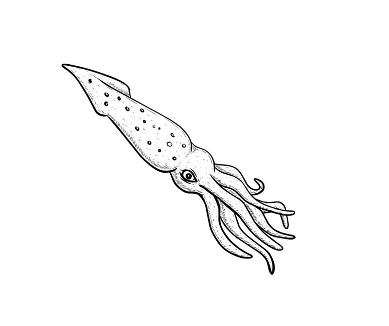 handdrawn of squid on white
