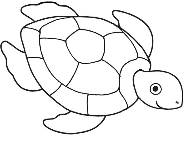 tô màu con rùa 4