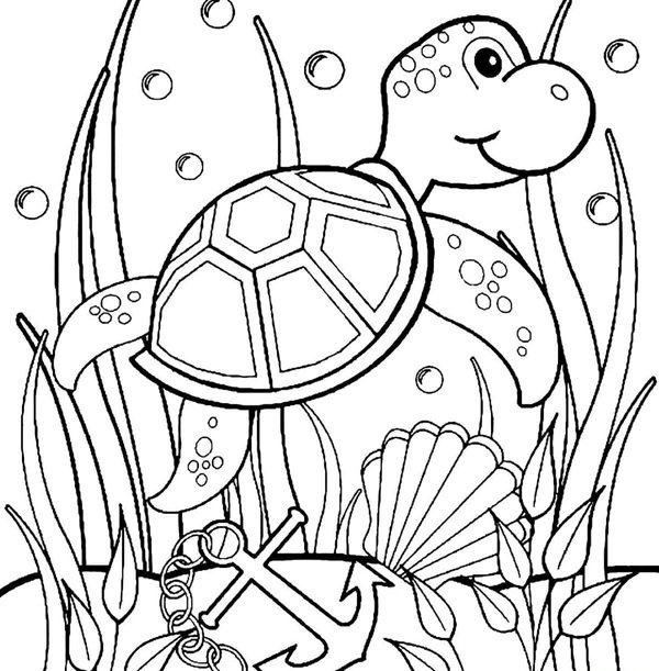 tô màu con rùa 7
