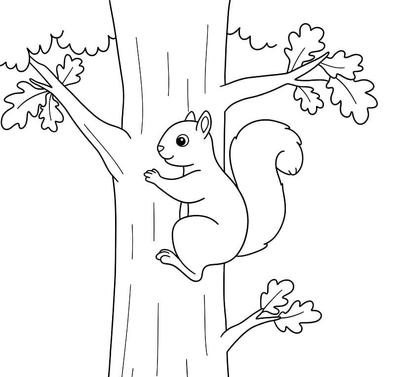 tô màu con sóc 12