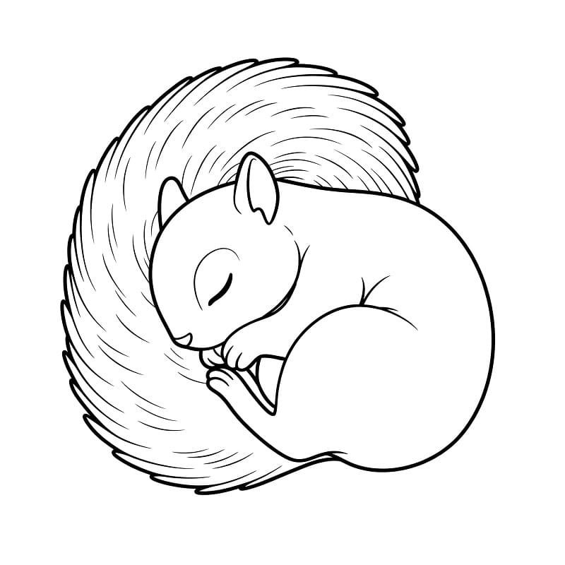 tô màu con sóc 15