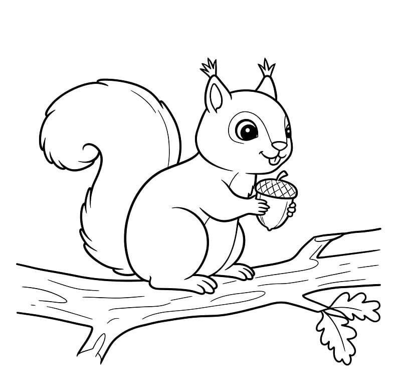 tô màu con sóc 19