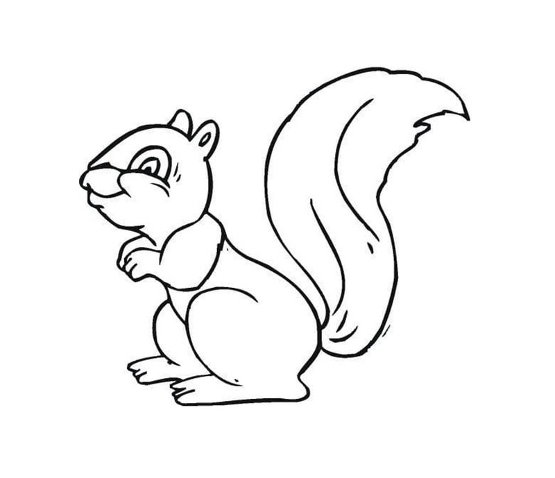 tô màu con sóc 27