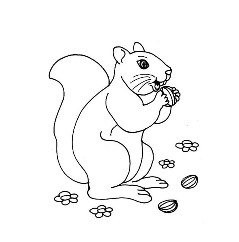 tô màu con sóc 6